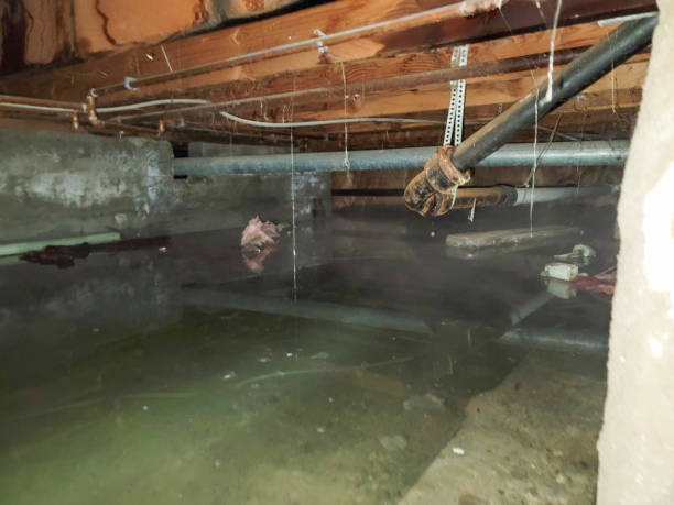 Best Water damage repair service  in Heber, CA