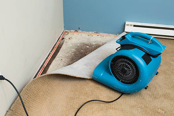 Best Water damage restoration mold remediation  in Heber, CA